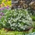 choisya-tiny-dancer-2.webp