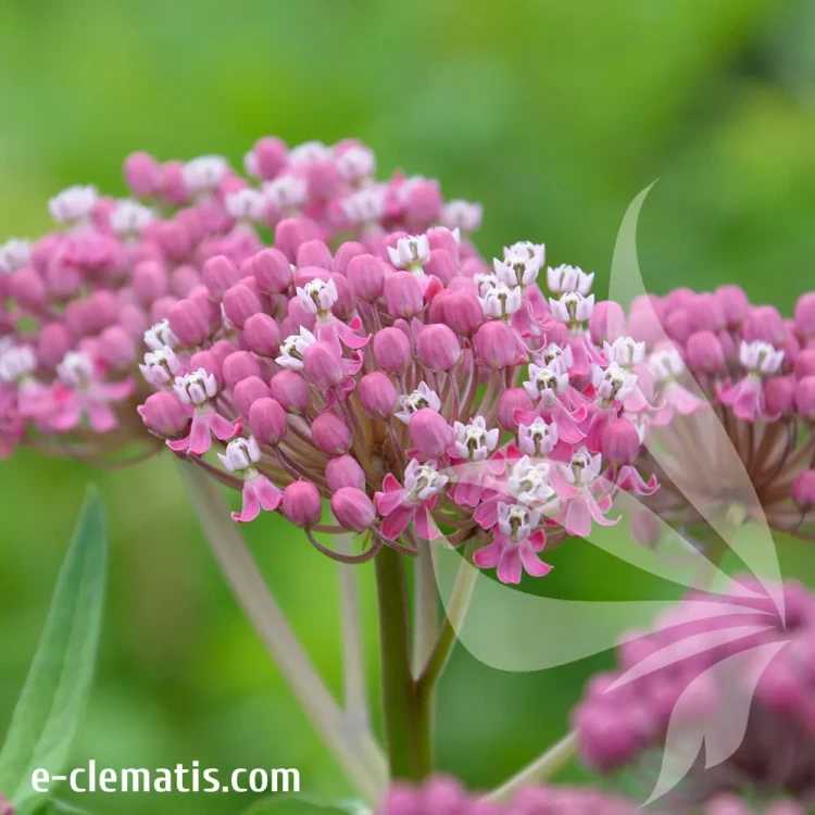 asclepias-soulmate.webp