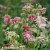 aquilegia-nora-barlow-2.webp
