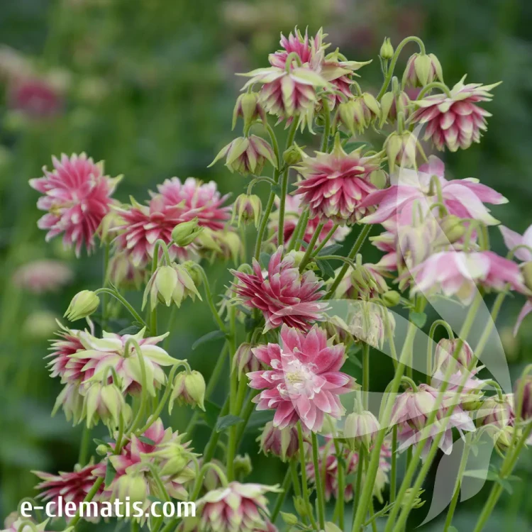 aquilegia-nora-barlow-2.webp