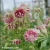 aquilegia-nora-barlow-1.webp