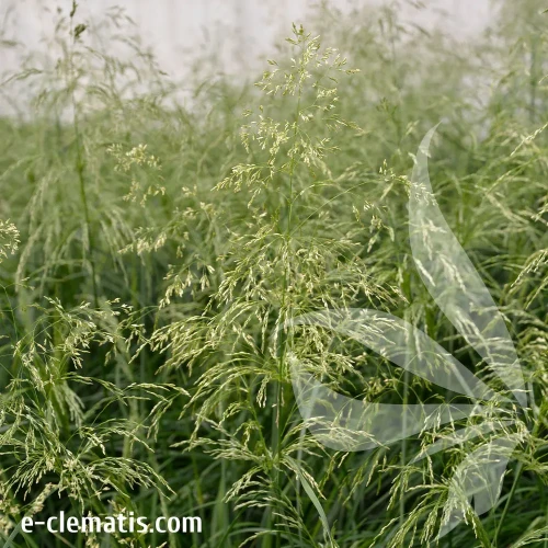 deschampsia-palava.webp