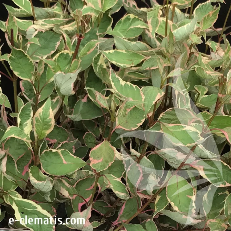 cornus-alba-miracle.webp