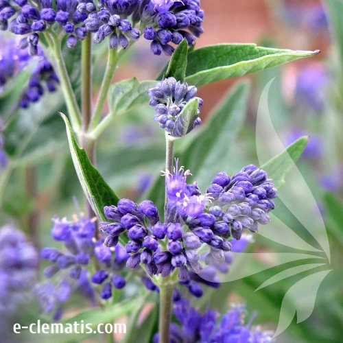 caryopteris-thetis-2.webp