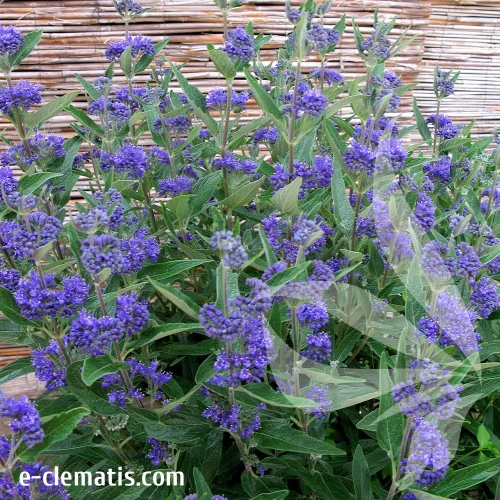 caryopteris-thetis-1.webp