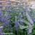 caryopteris-thetis-1.webp