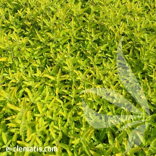 caryopteris-gold-crest-1.webp