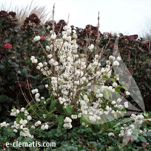 callicarpa-snowqueen-2.webp