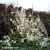 callicarpa-snowqueen-2.webp