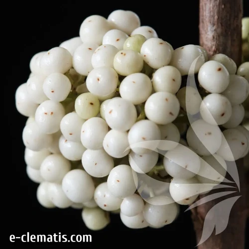 callicarpa-snowqueen.webp