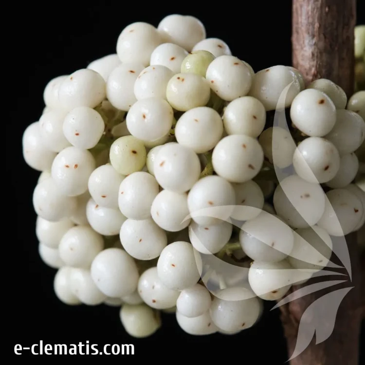 callicarpa-snowqueen.webp