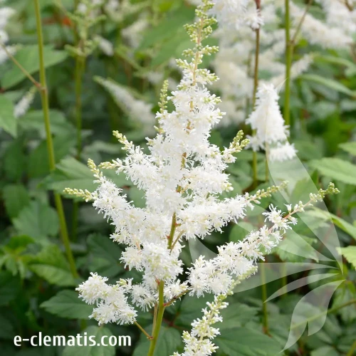 astilbe-weisse-gloria.webp