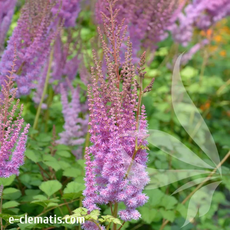 astilbe-purpurkerze.webp