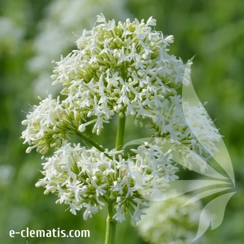 centranthus-albus-2.webp