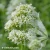 centranthus-albus-2.webp