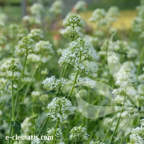 centranthus-albus-1.webp
