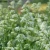 centranthus-albus-1.webp