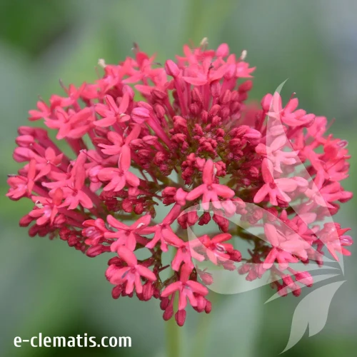 centranthus-ruber-1.webp