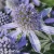 eryngium-grumpy-1-e-clematis.webp