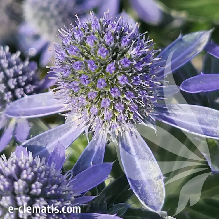eryngium-grumpy-1-e-clematis.webp