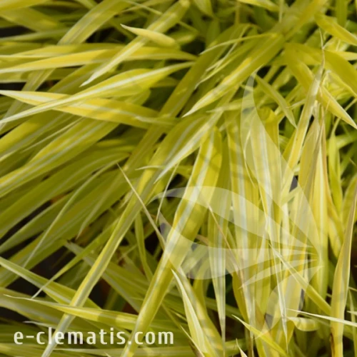 Hakonechloa macra All Gold.webp