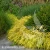 Hakonechloa macra All Gold 1.webp