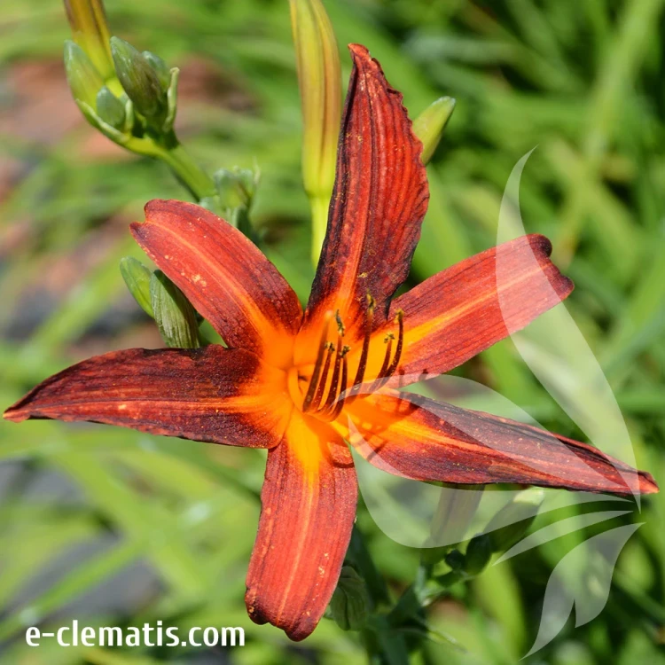 Hemerocallis-Sammy-Russell.webp