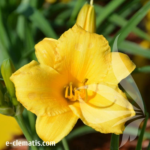 Hemerocallis-Stella-de-Oro.webp