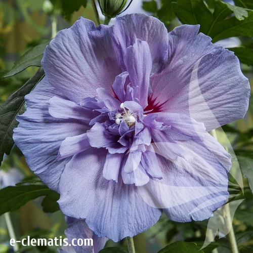 Hibiscus-syriacus-BLUE-CHIFFON-1.webp