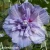 Hibiscus-syriacus-BLUE-CHIFFON-1.webp