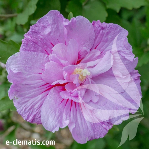 Hibiscus-syriacus-LAVENDER-CHIFFON-1.webp