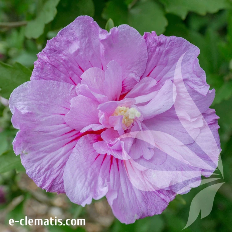 Hibiscus-syriacus-LAVENDER-CHIFFON-1.webp