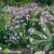 Hibiscus-syriacus-LAVENDER-CHIFFON-2.webp