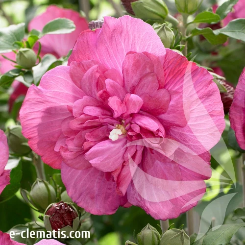 Hibiscus-syriacus-MAGENTA-CHIFFON-znak-1.webp