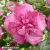 Hibiscus-syriacus-MAGENTA-CHIFFON-znak-1.webp