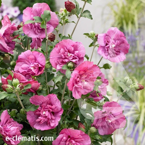 Hibiscus-syriacus-MAGENTA-CHIFFON-znak-2.webp