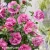 Hibiscus-syriacus-MAGENTA-CHIFFON-znak-2.webp