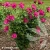 Hibiscus-syriacus-MAGENTA-CHIFFON-znak.webp