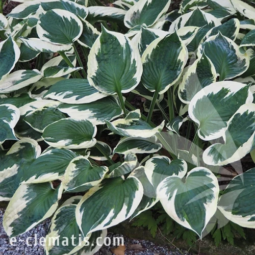 Hosta Patriot.webp