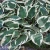 Hosta Patriot.webp