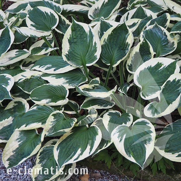 Hosta Patriot.webp