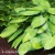 Hosta Stained Glass.webp