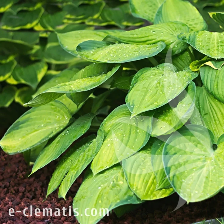 Hosta Stained Glass.webp