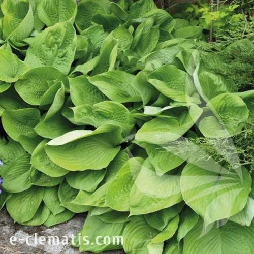 Hosta Sum & Substance.webp