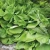 Hosta Sum & Substance.webp