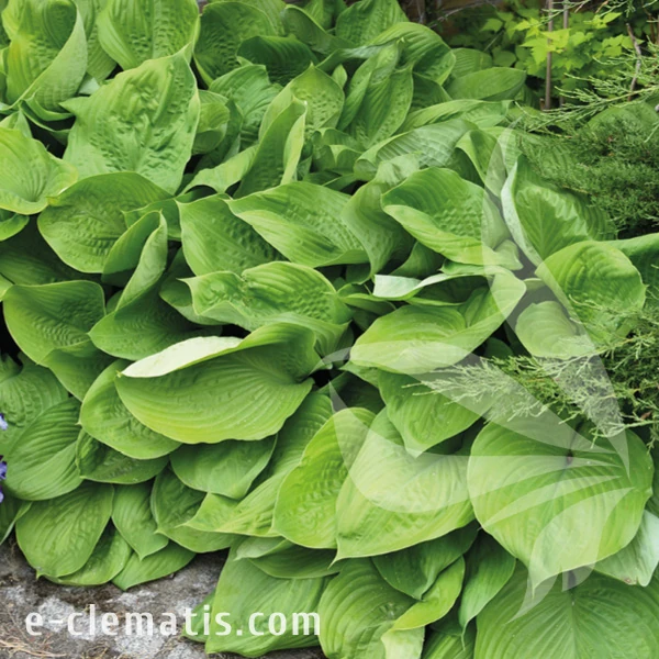 Hosta Sum & Substance.webp