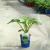 HOSTA-TREX.webp