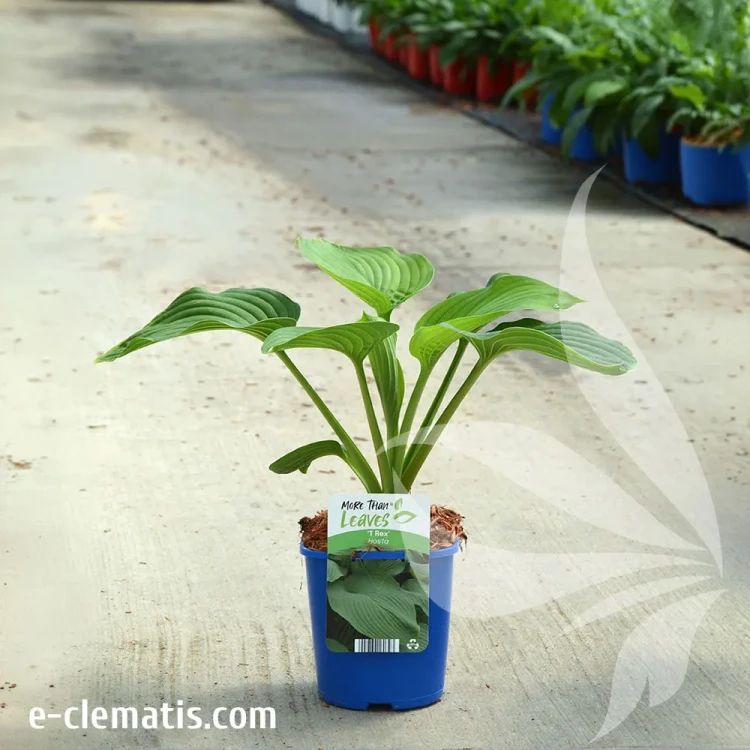 HOSTA-TREX.webp