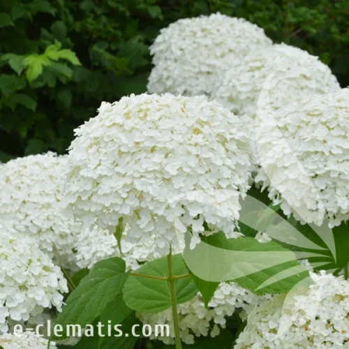 Hydrangea_arborescens_Annabelle.webp
