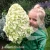 Hydrangea_paniculata_Hercules.webp
